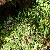 Plants: image 19 Of 208 Thumb
